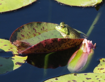 [The water lily is a closed pink bloom which is two-thirds under water. Just behind it is a lilypad with its edges curled up in a sort of scoop-like fashion. Sitting at the right edge in the scoop is a bullfrog which faces the left (innermost part of the lily pad).]